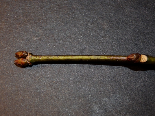 {Staphylea trifolia}